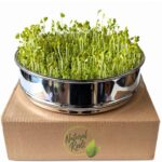 growing seed tray sprouts