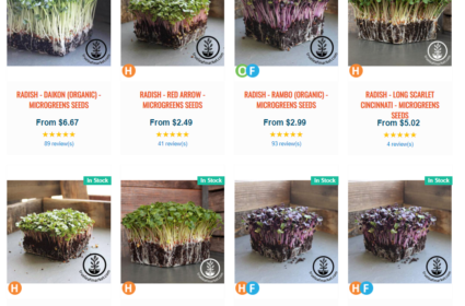 radish microgreen seeds