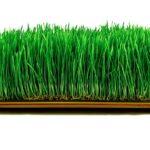 wheatgrass microgreens GMO