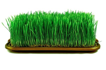 wheatgrass microgreens GMO